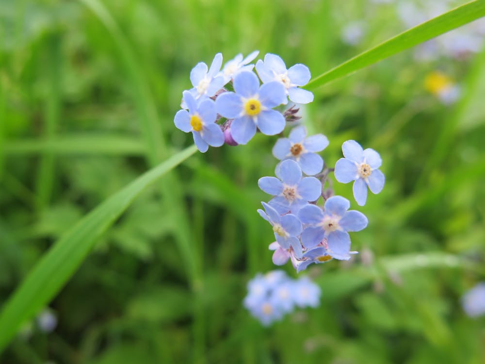 Free stock photo of flower, flowers, me not