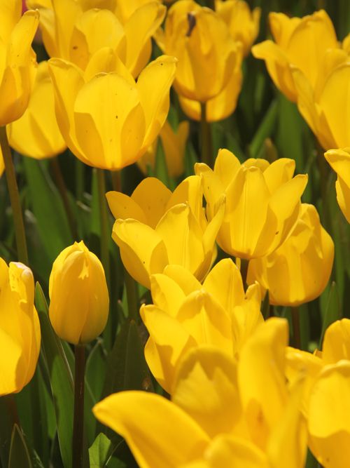 Free A field of vibrant yellow tulips in full bloom under the bright sunlight, showcasing nature's beauty. Stock Photo