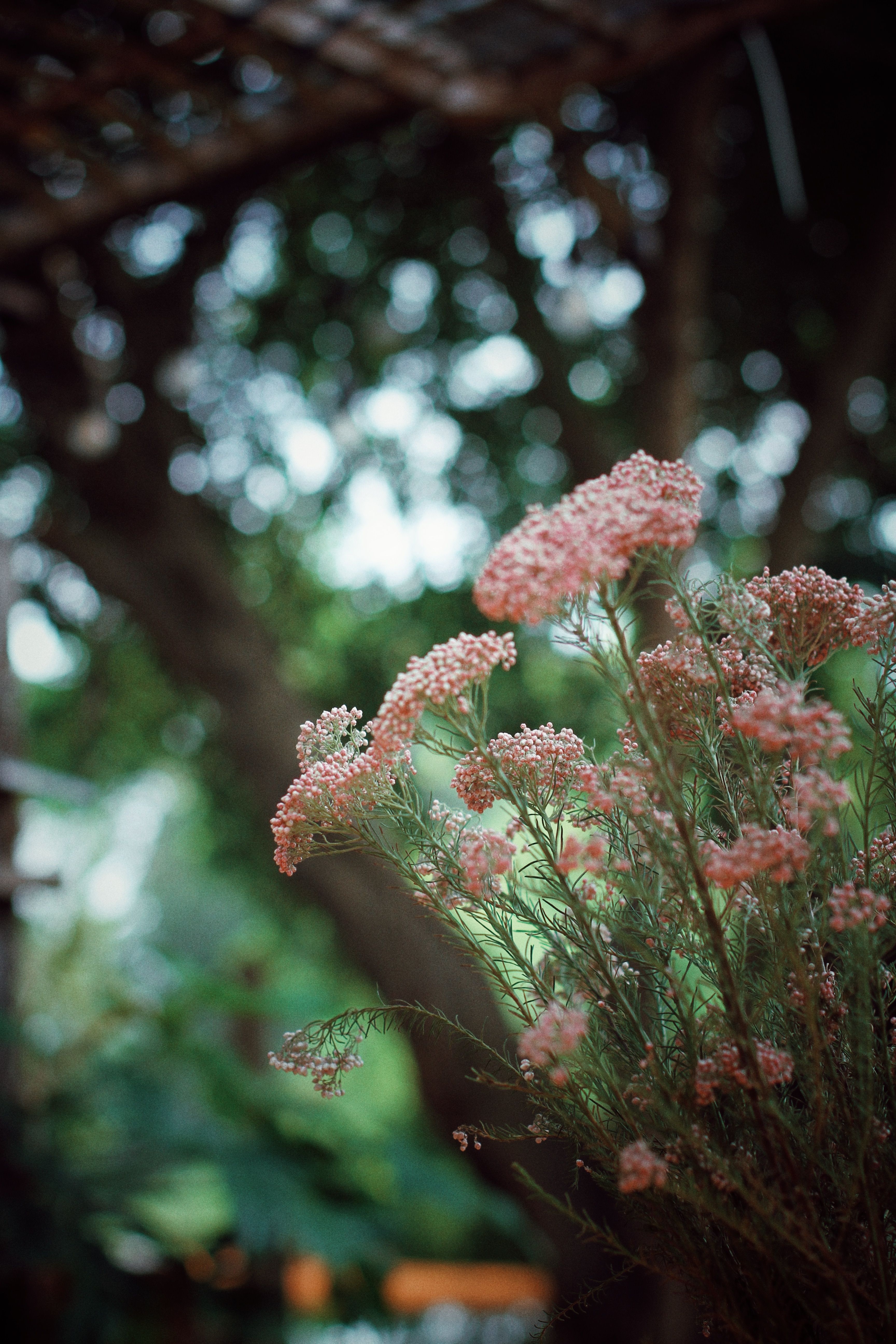 Delicate Pink Flowers in Lush Green Garden · Free Stock Photo
