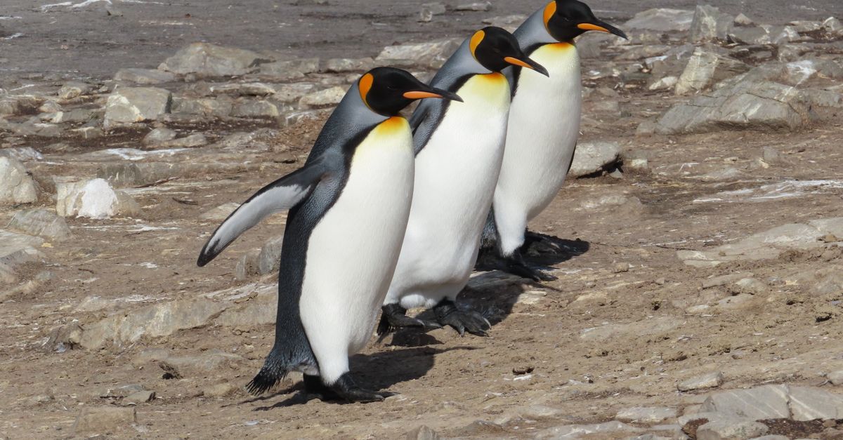 falkland islands