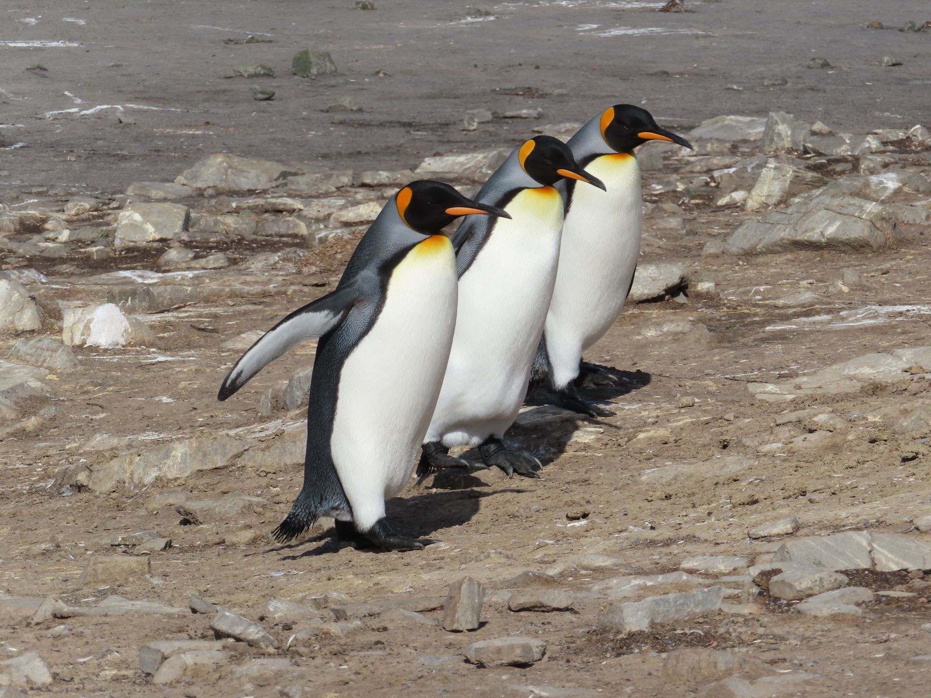 Four king penguins walking on rocky terrain in the Falkland Islands, captured in natural light.