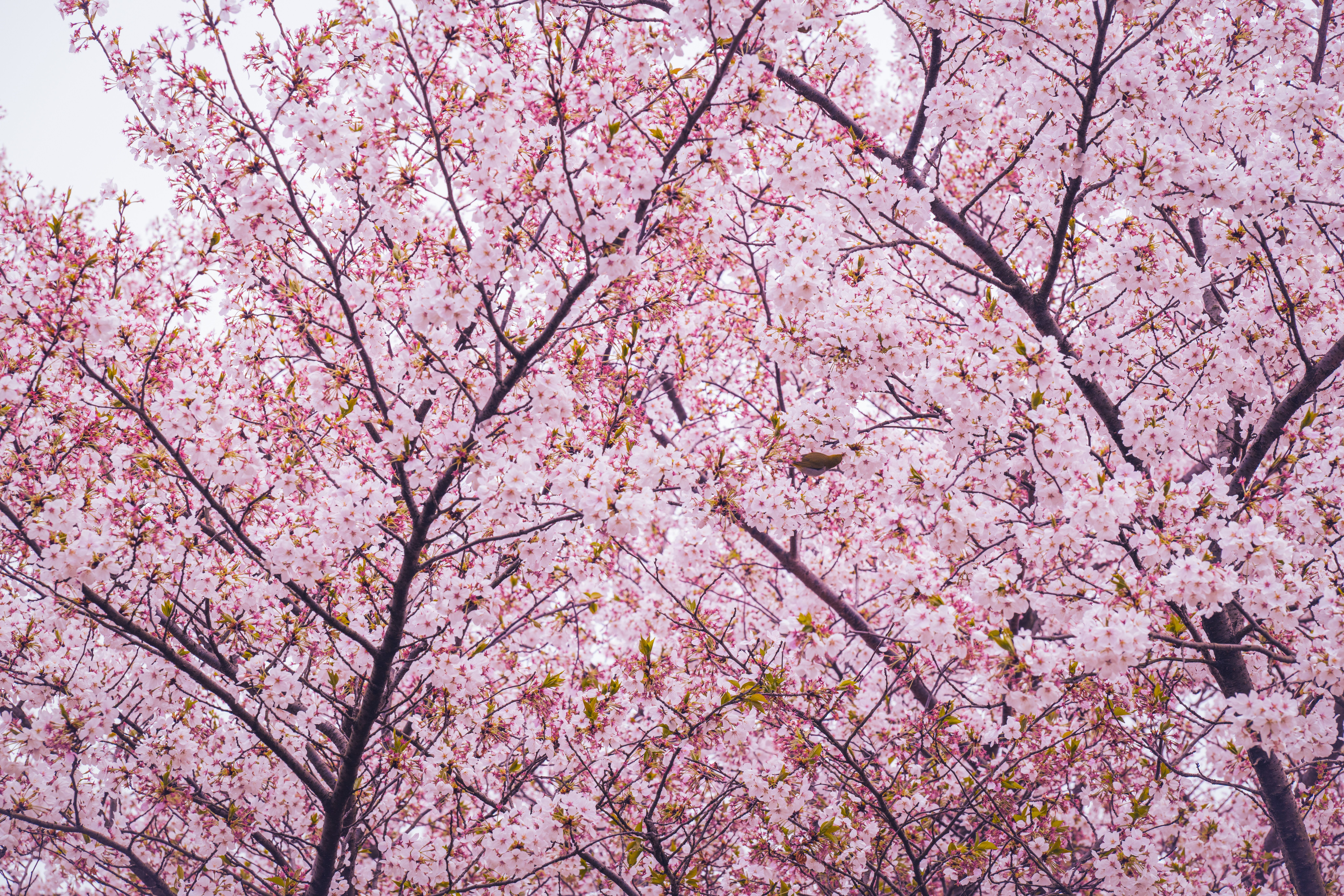 Beautiful Cherry Blossom Tree in Full Bloom · Free Stock Photo