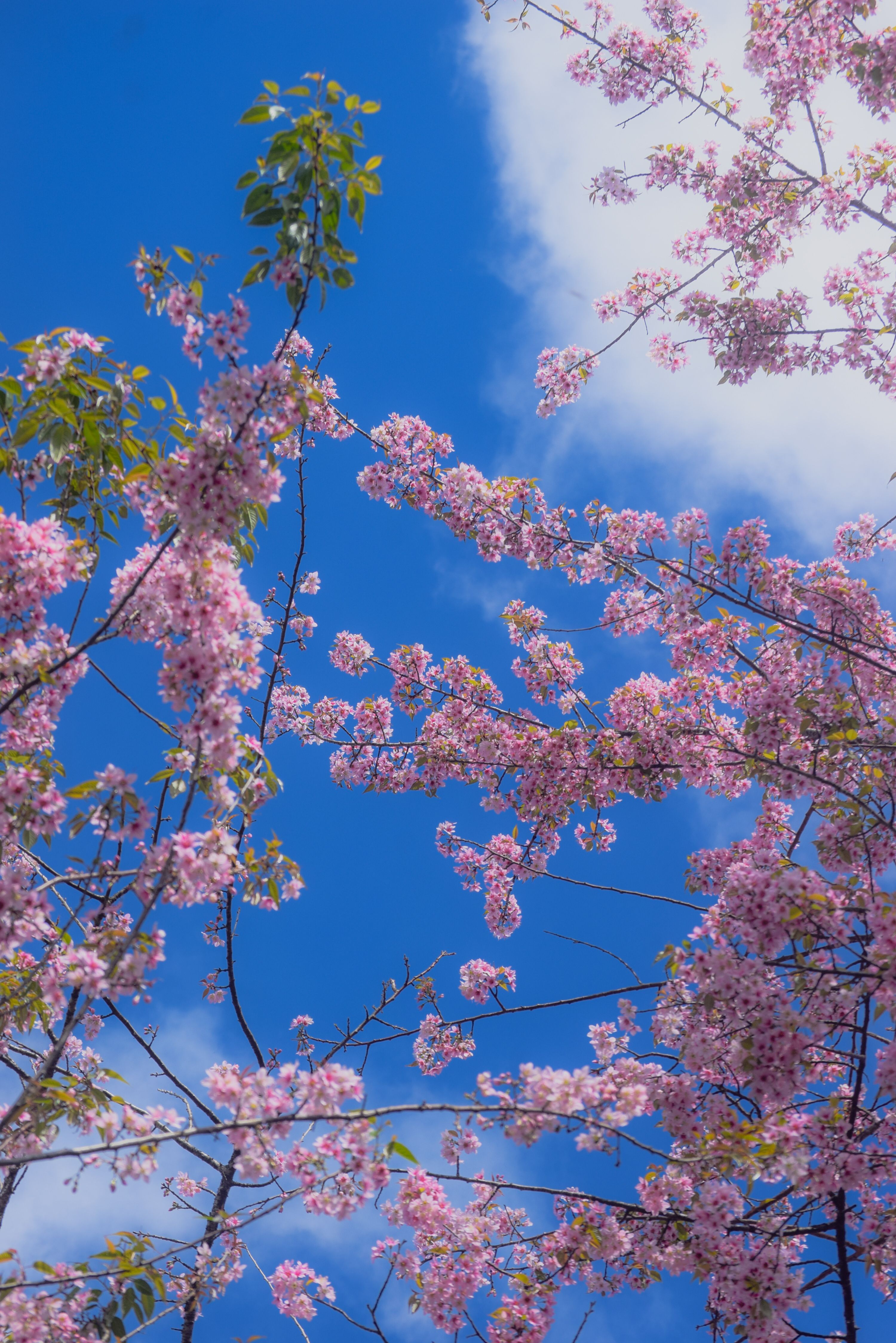 Vibrant Cherry Blossom Against Blue Sky · Free Stock Photo