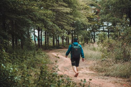 Free A solitary hiker walks along a lush forest trail, enjoying nature's serenity. Stock Photo