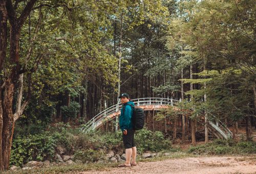Free An individual hiking near a small scenic bridge within a lush, tranquil forest ecosystem. Stock Photo