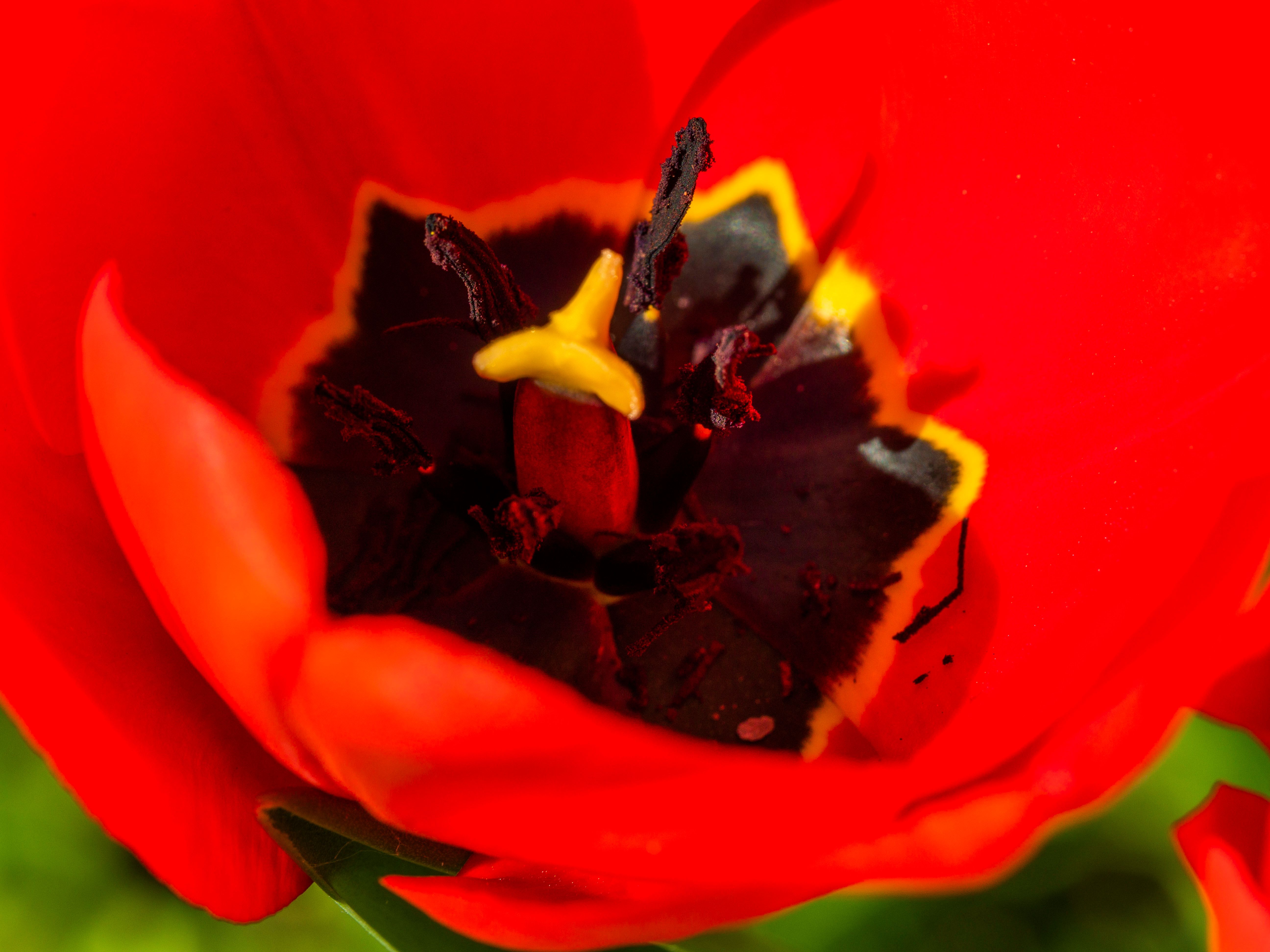Close-Up View of Vibrant Red Tulip Flower · Free Stock Photo