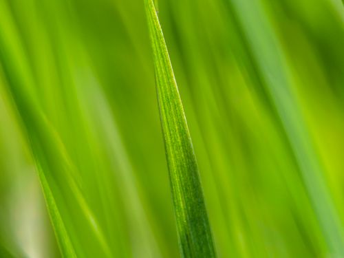 Free A macro shot capturing the vivid greenness and texture of lush grass blades. Stock Photo