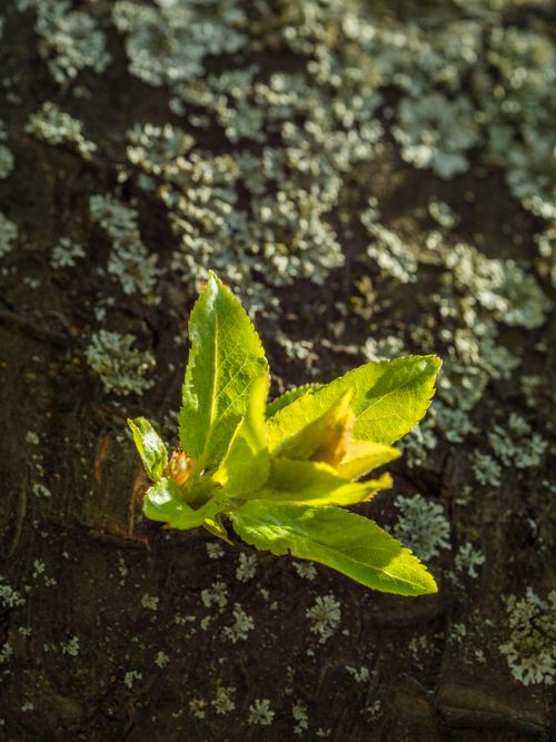 Free Vibrant green leaves emerging on textured tree bark, bathed in natural light. Stock Photo