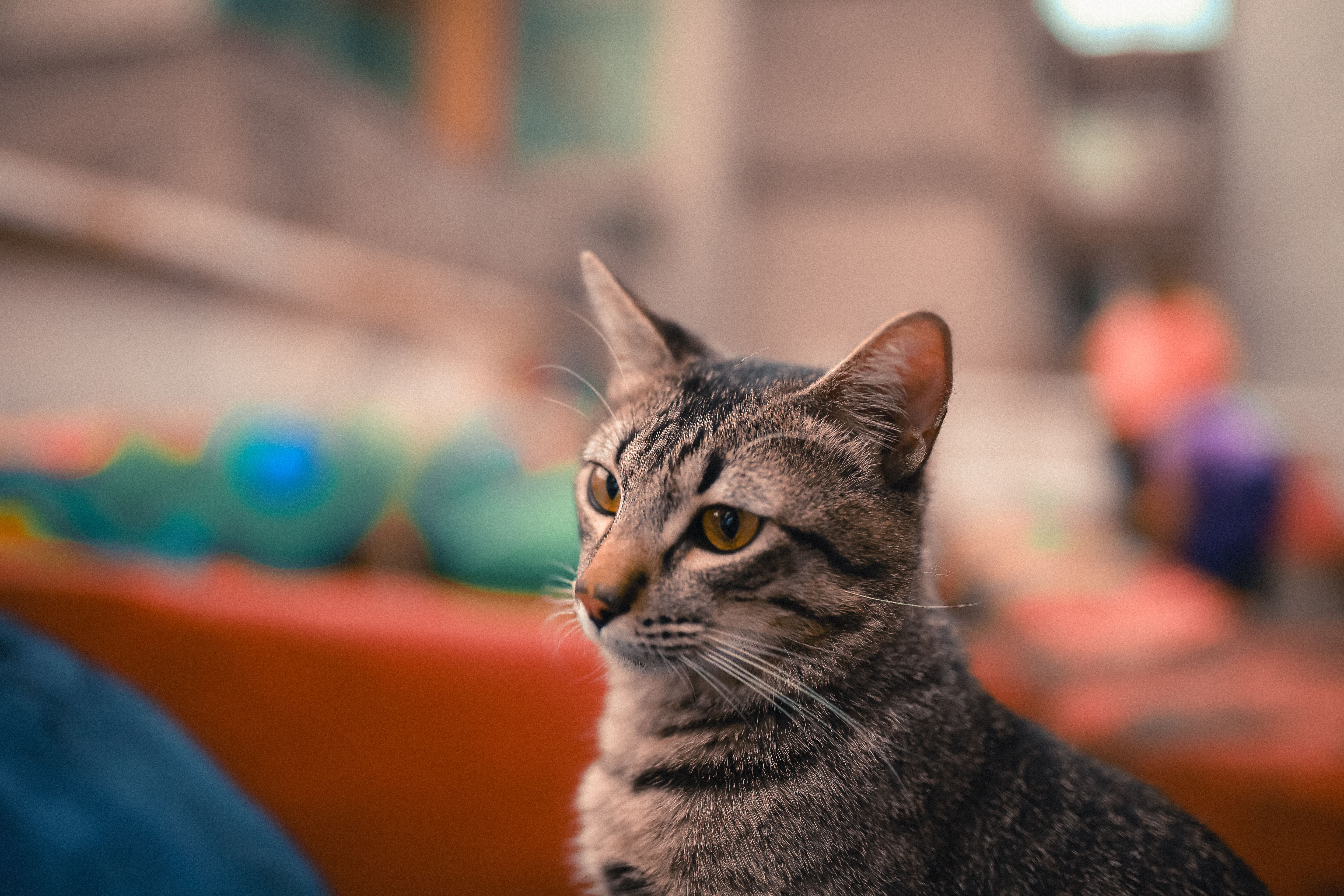 Close-Up Portrait of a Tabby Cat on Rooftop · Free Stock Photo
