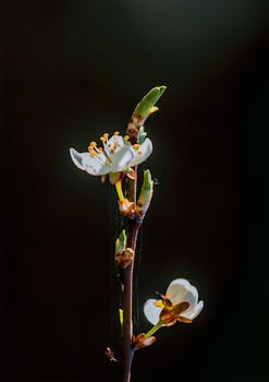 Close-up of a delicate spring flower blossom with dark background, highlighting nature's beauty.