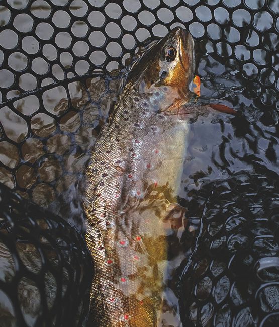 3. Trout Fishing in the Tongariro River: A Fly Fisherman's Paradise 3. Trout Fishing in the Tongariro River: A Fly Fisherman's Paradise