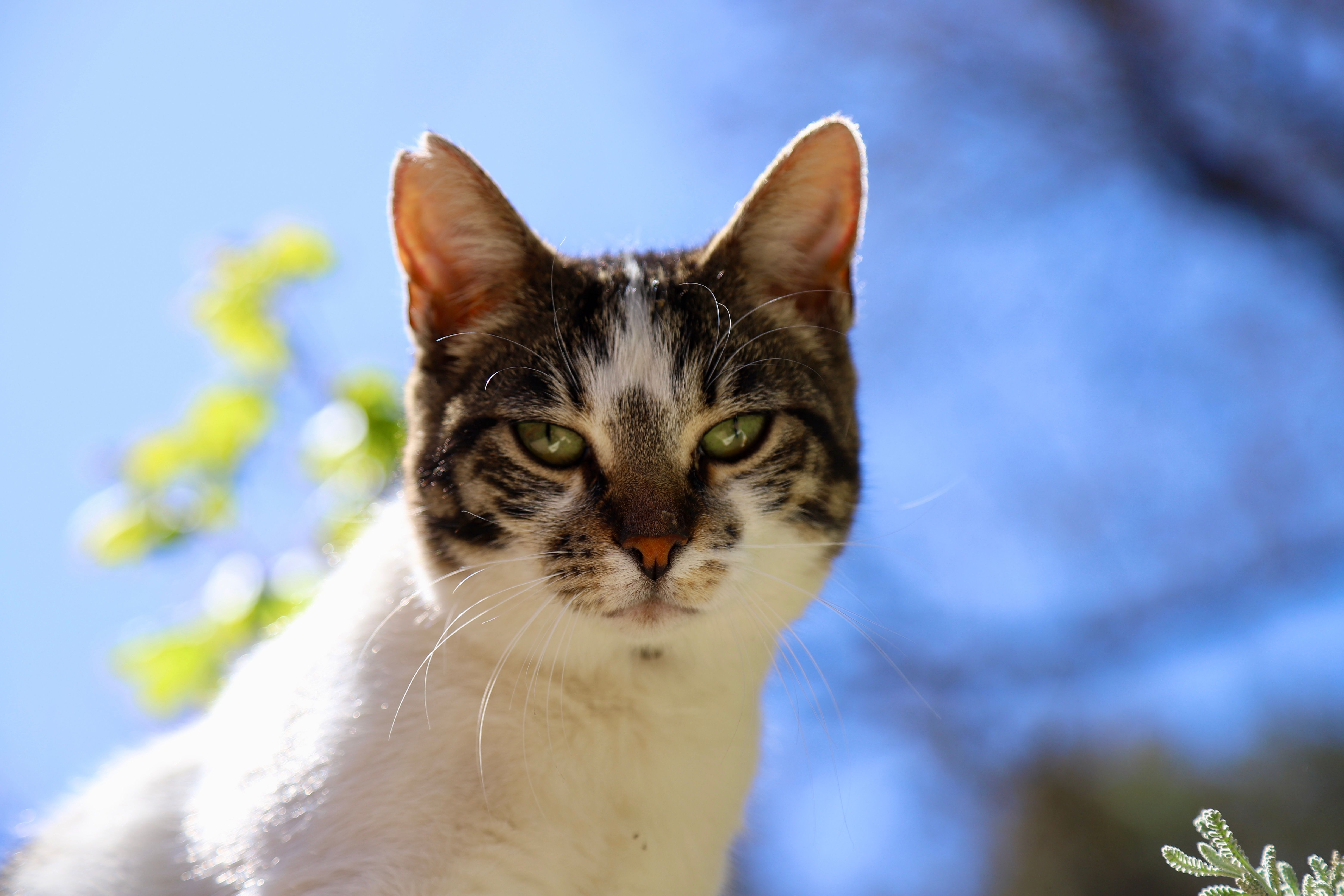 Portrait of a Tabby Cat Outdoors in Sunlight · Free Stock Photo
