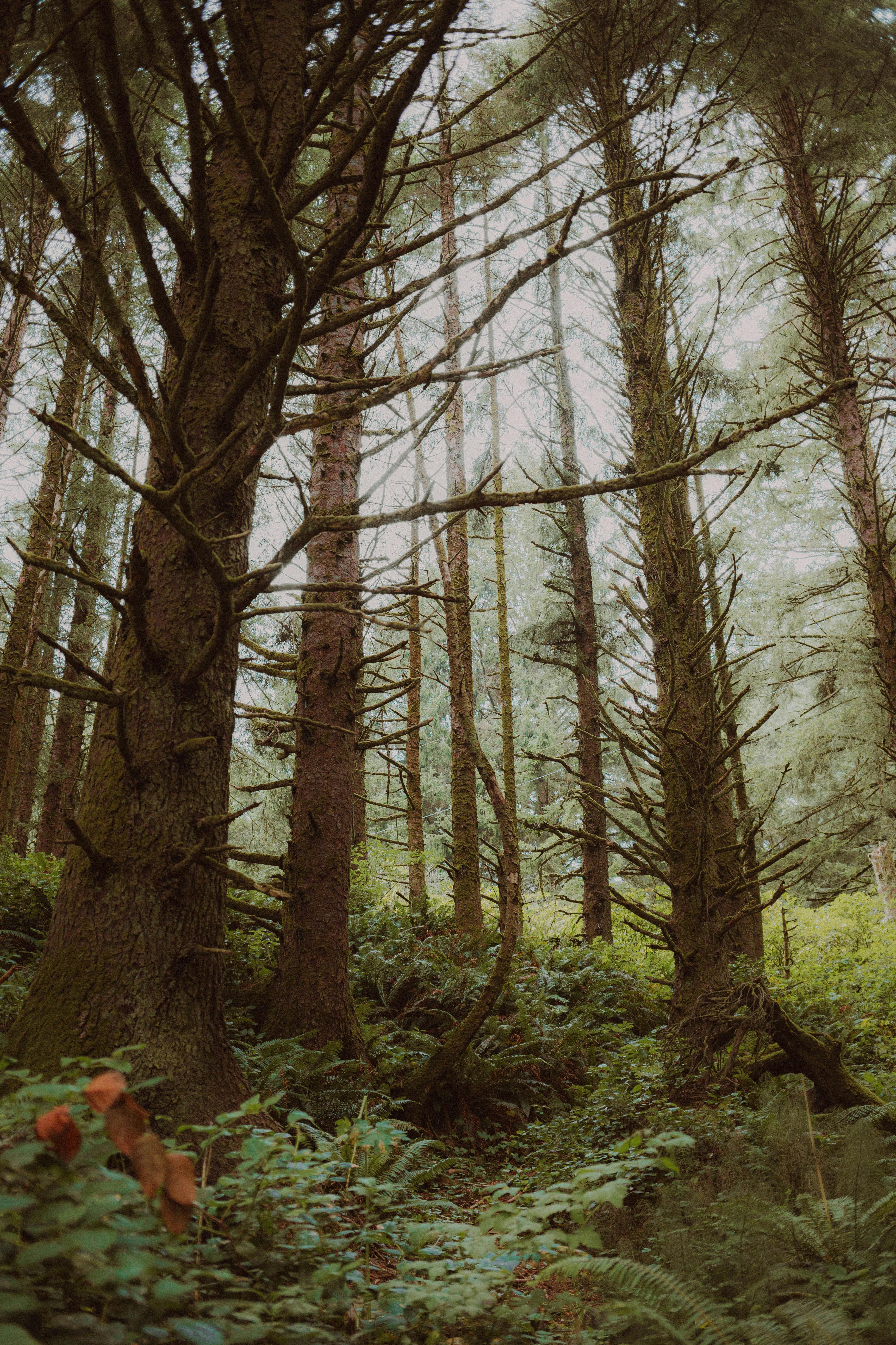 Dense lush evergreen forest in Oregon with tall conifers