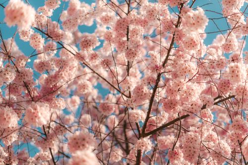Free Beautiful pink cherry blossoms in full bloom against a clear blue sky in spring. Stock Photo