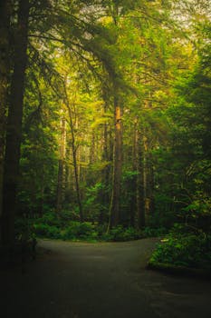 A moody forest scene along a winding path in Florence, Oregon, capturing tranquil natural beauty.