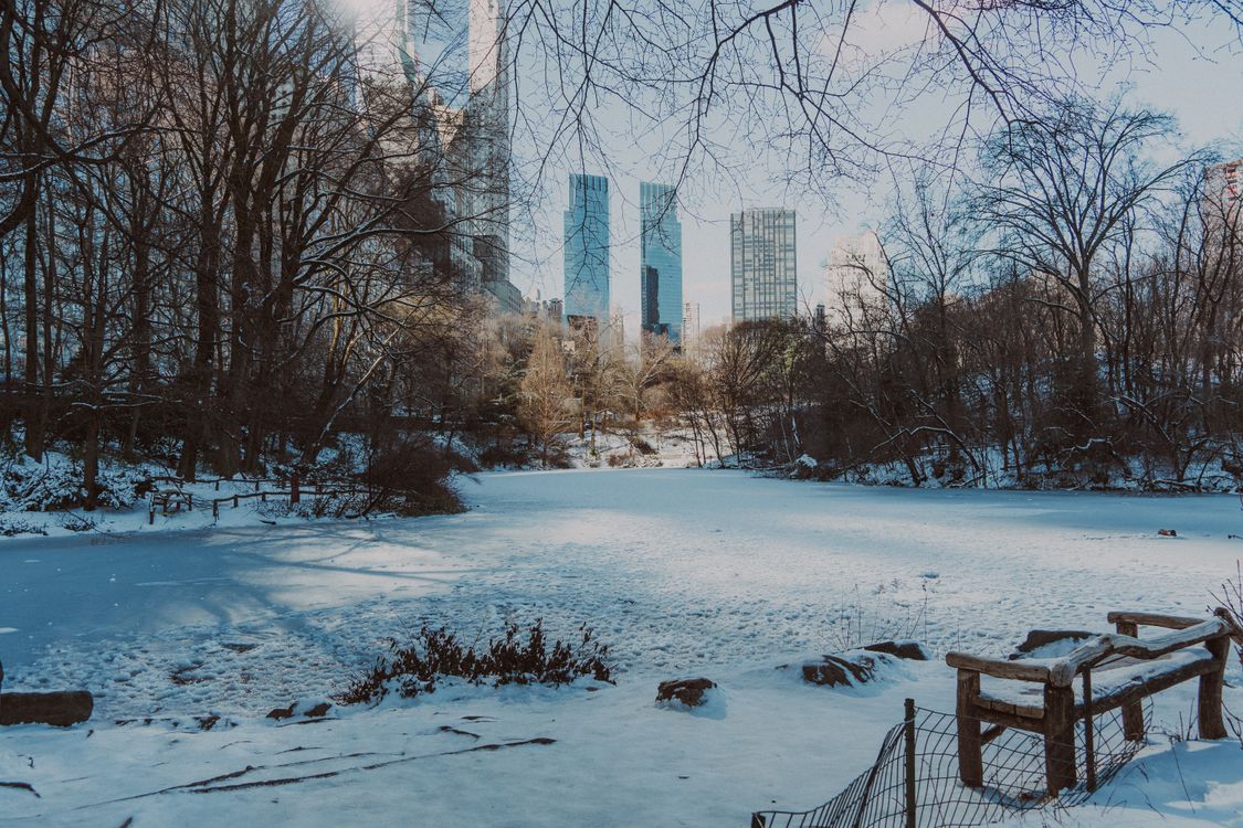 Winter Wonderland in Central Park, New York City · Free Stock Photo
