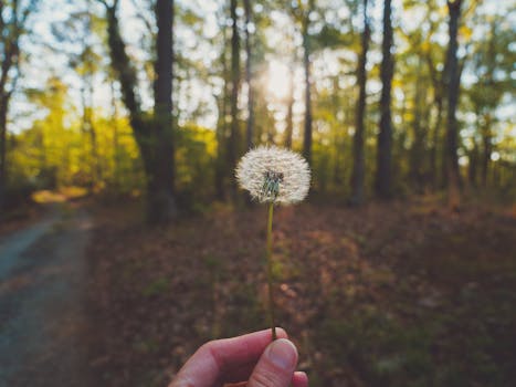 A hand holding a dandelion in a sunlit forest, capturing the essence of nature.