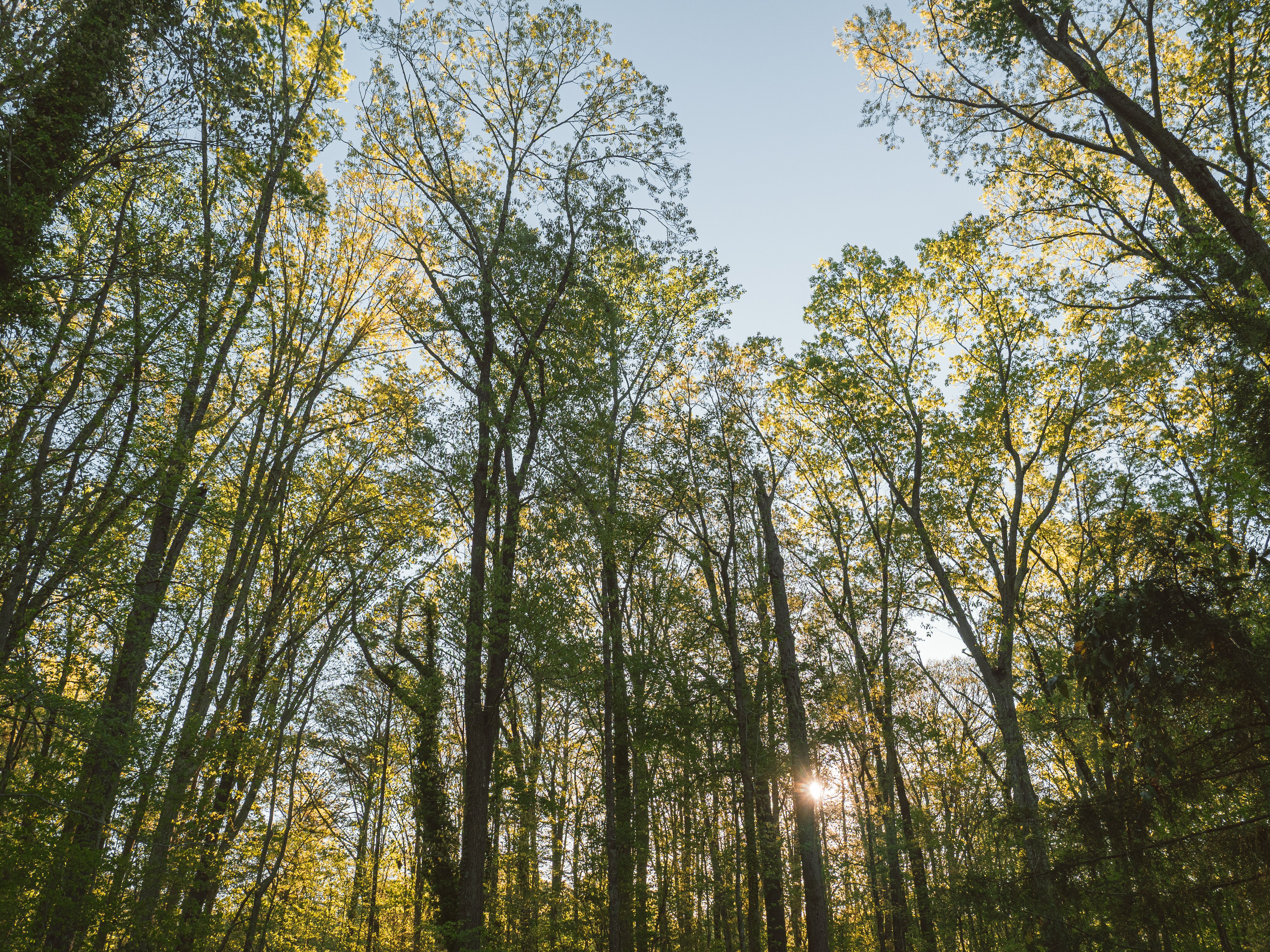 Serene Forest Canopy with Sunlight Peeking Through · Free Stock Photo