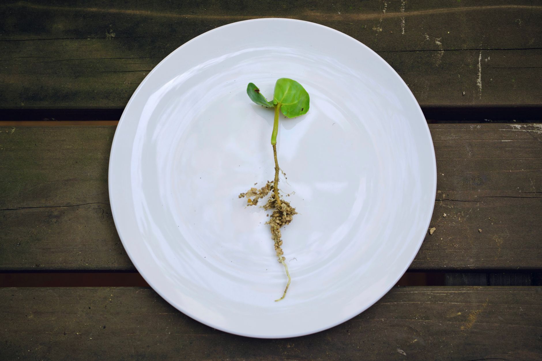 Seed Tech Is Getting a Billion-Dollar Upgrade to Keep Menu Prices from Exploding