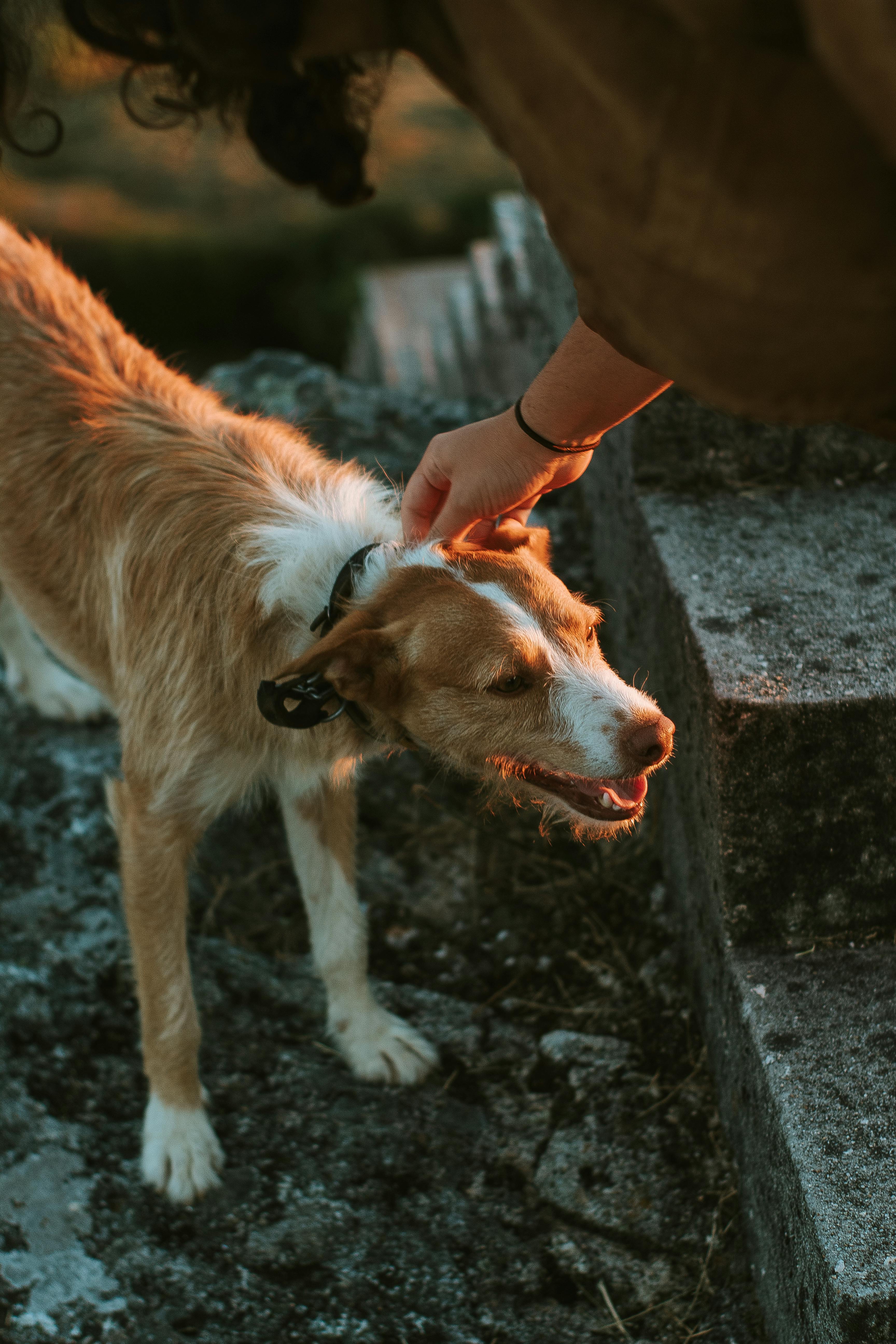 person petting brown and white dog