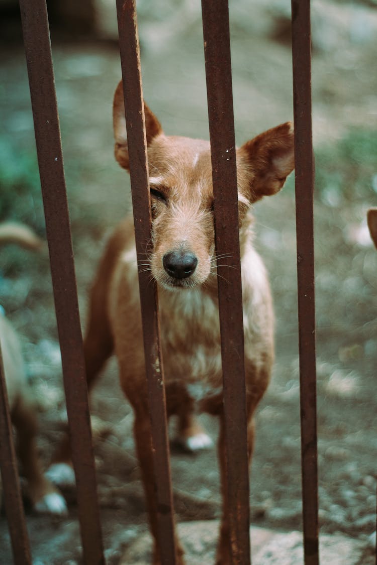 Brown Dog Inside Cage