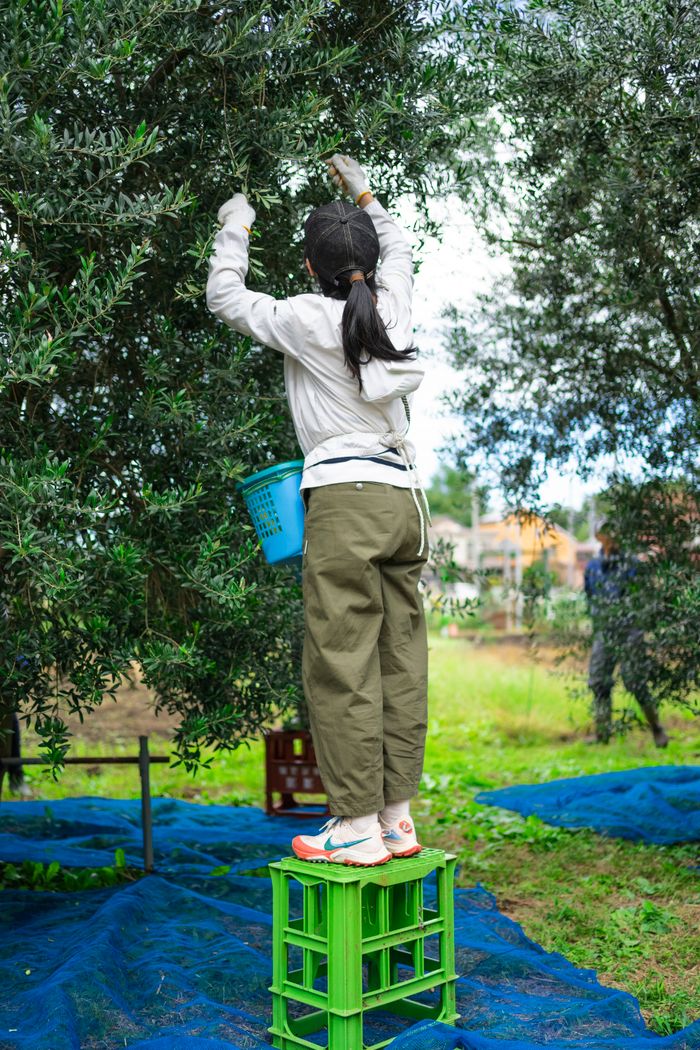Harvester picking olives by hand into a pail — photo by Gu Ko on Pexels