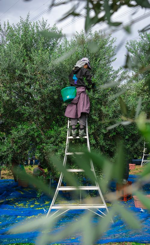 Free Worker harvesting olives in orchard using a ladder, surrounded by lush green trees. Stock Photo