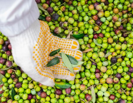 A gloved hand carefully selecting olives during the harvest season, symbolizing fresh produce.