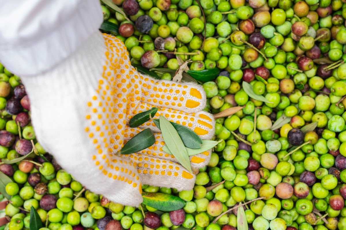 Huile d'olive bio : comment bien la choisir - 5. Examiner le conditionnement et acheter la bonne quantité