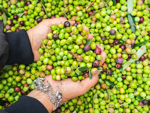 Free Close-up of hands holding fresh, vibrant green olives during harvest. Perfect for themes of agriculture and nature. Stock Photo