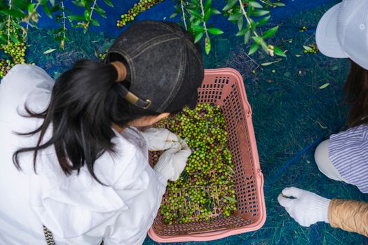 Two people picking green olives, showcasing the harvest process in an outdoor olive grove.