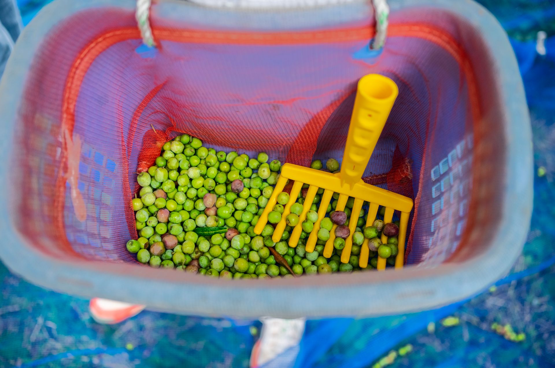 Top view of green olives in a basket with a yellow rake, ready for processing.