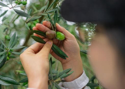 Close-up of hands picking olives from a tree branch in an olive grove.