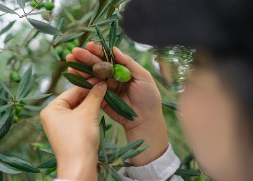Free Close-up of hands picking olives from a tree branch in an olive grove. Stock Photo