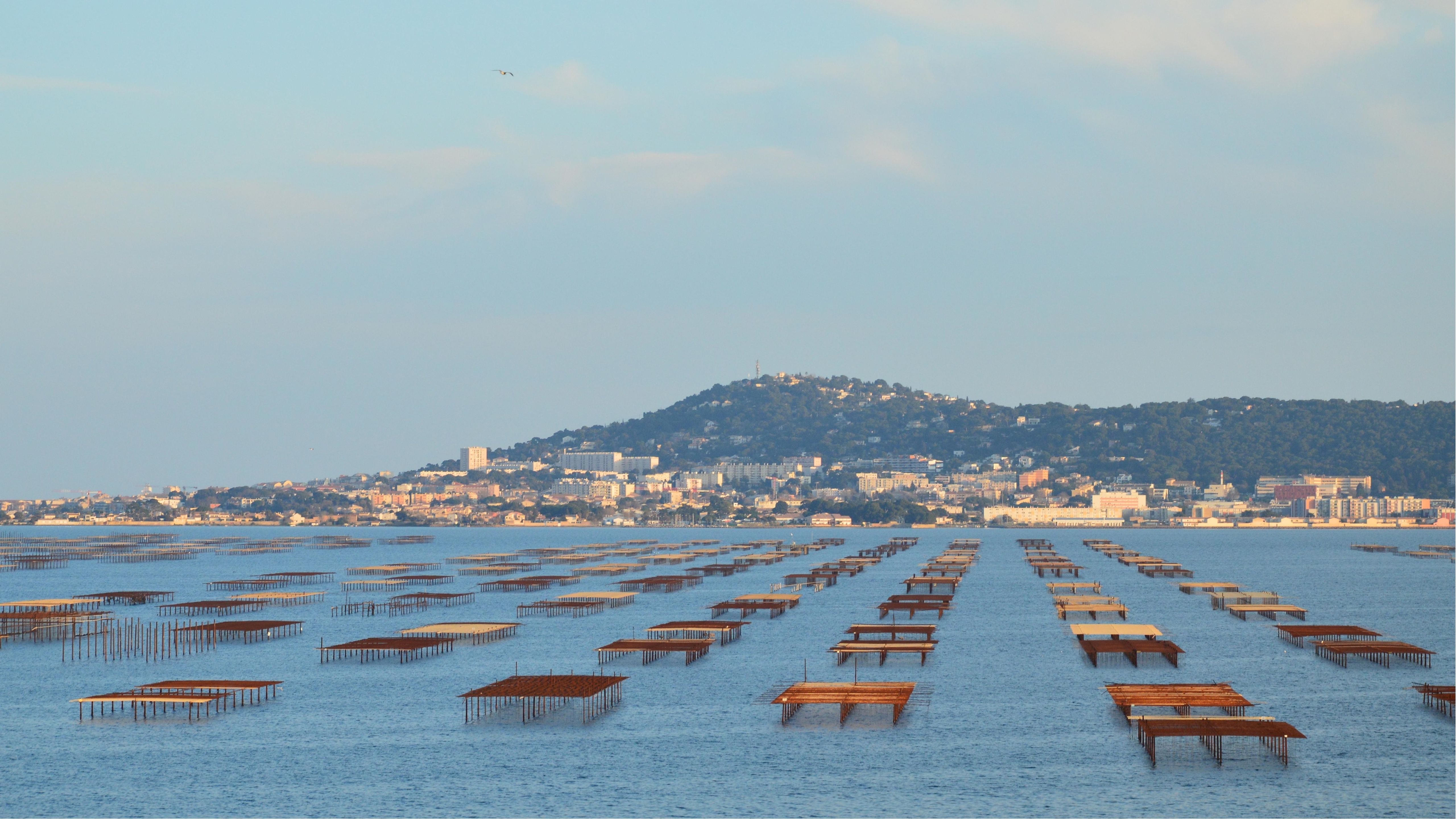 Oyster farms in smooth waters with a Mediterranean coastal town in view, under a clear sky.