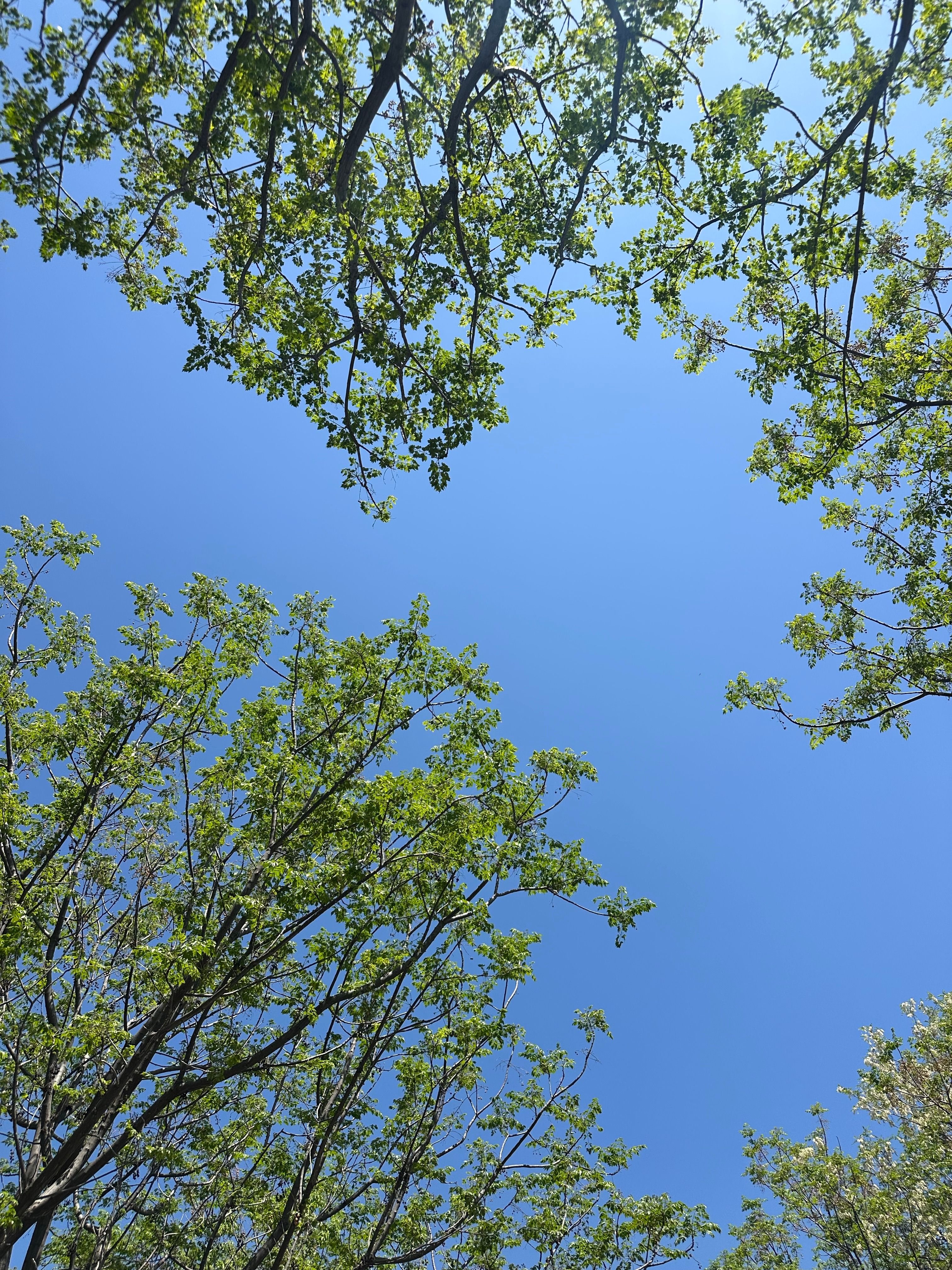 Lush Green Tree Canopy Against Clear Blue Sky · Free Stock Photo