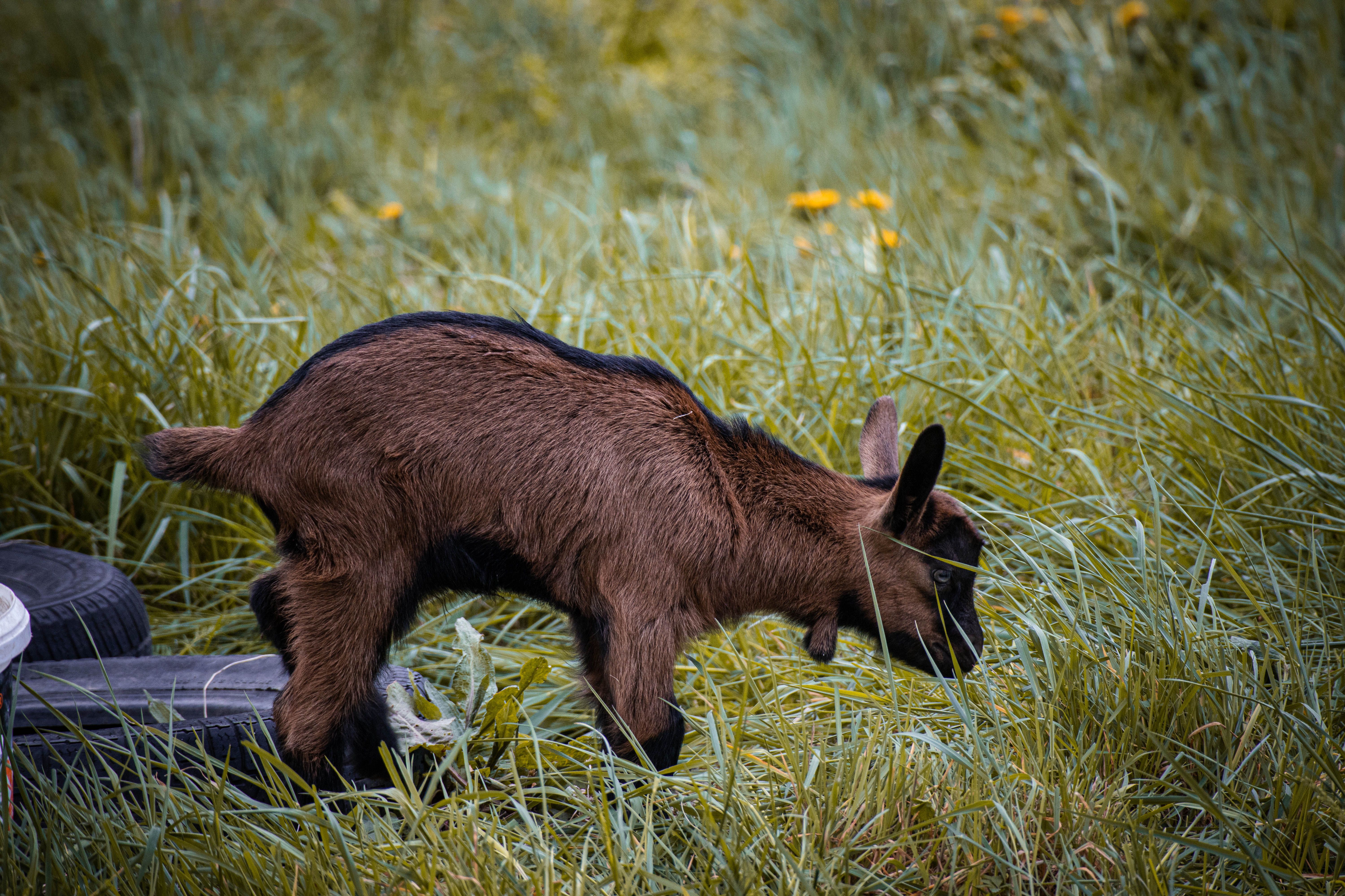 Young Goat Grazing in Sarajevo's Lush Green Field · Free Stock Photo