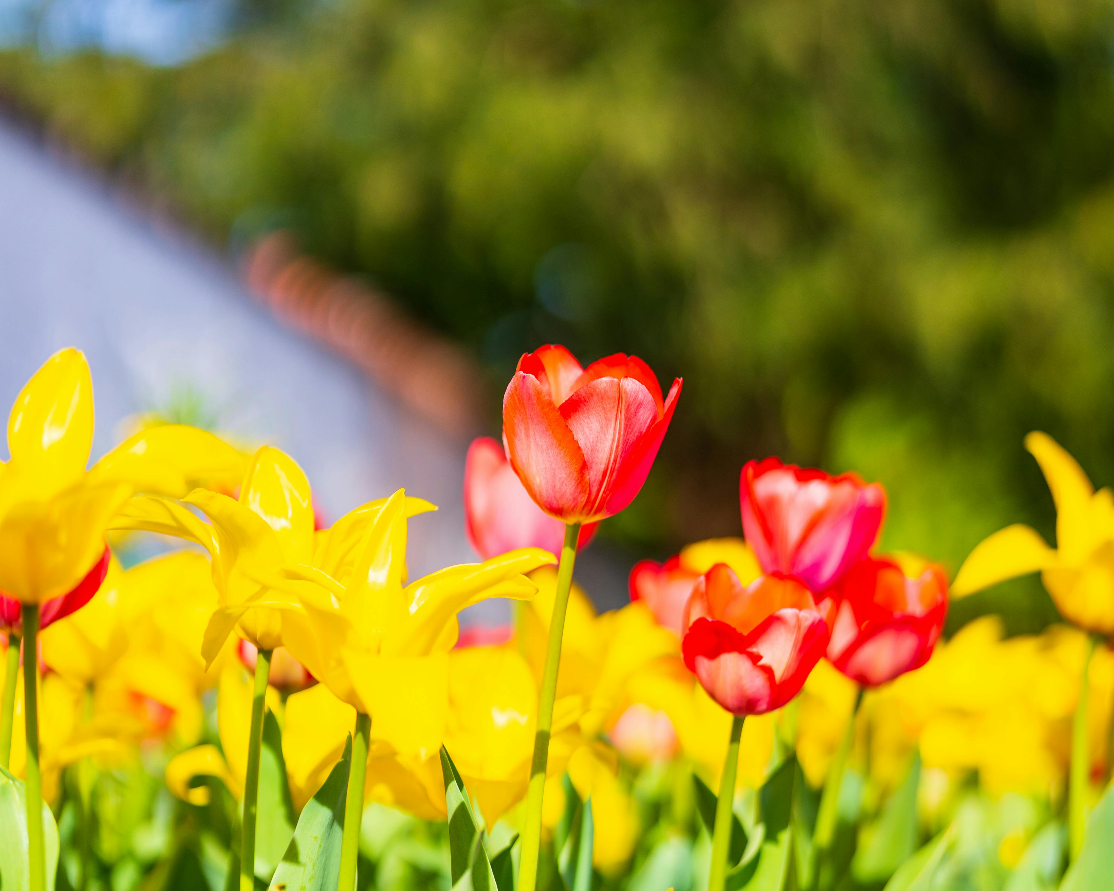 Local expert offers tips to ‘spring clean’ your beauty, skincare routine — Photo by Mohamed B. on Pexels