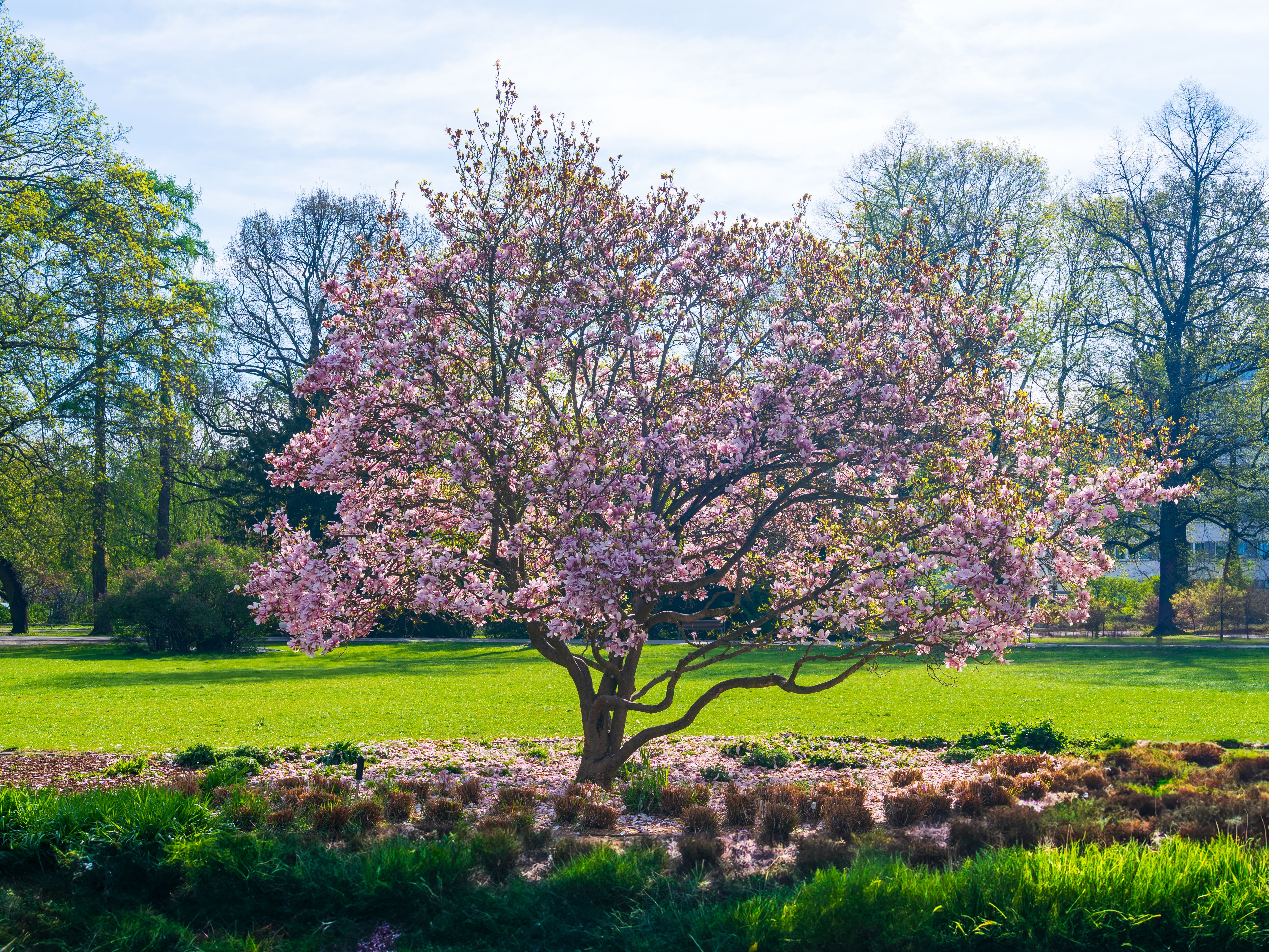 Beautiful Cherry Blossom Tree in Full Bloom · Free Stock Photo