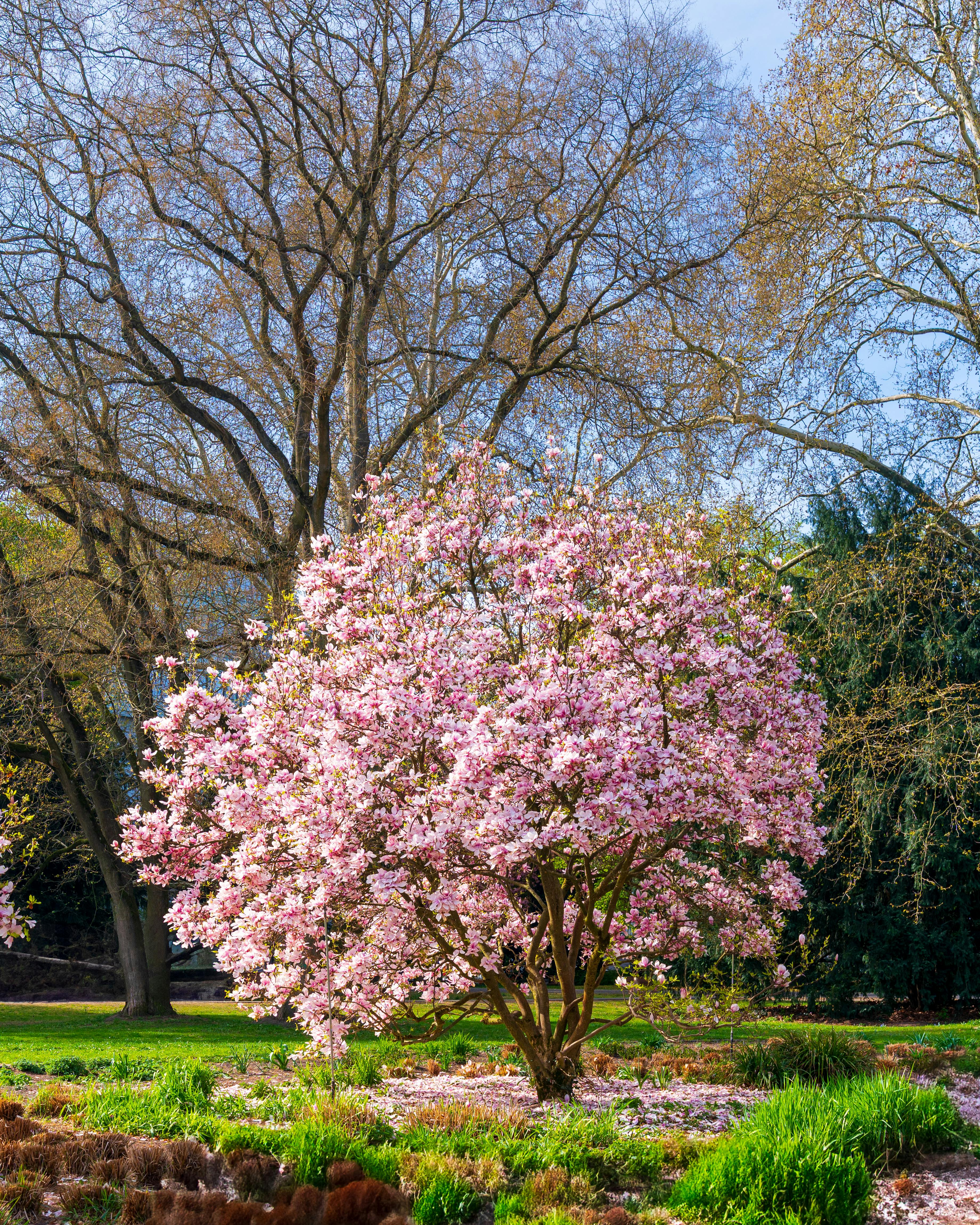 A vibrant cherry blossom tree in full bloom on a sunny spring day in a tranquil park.