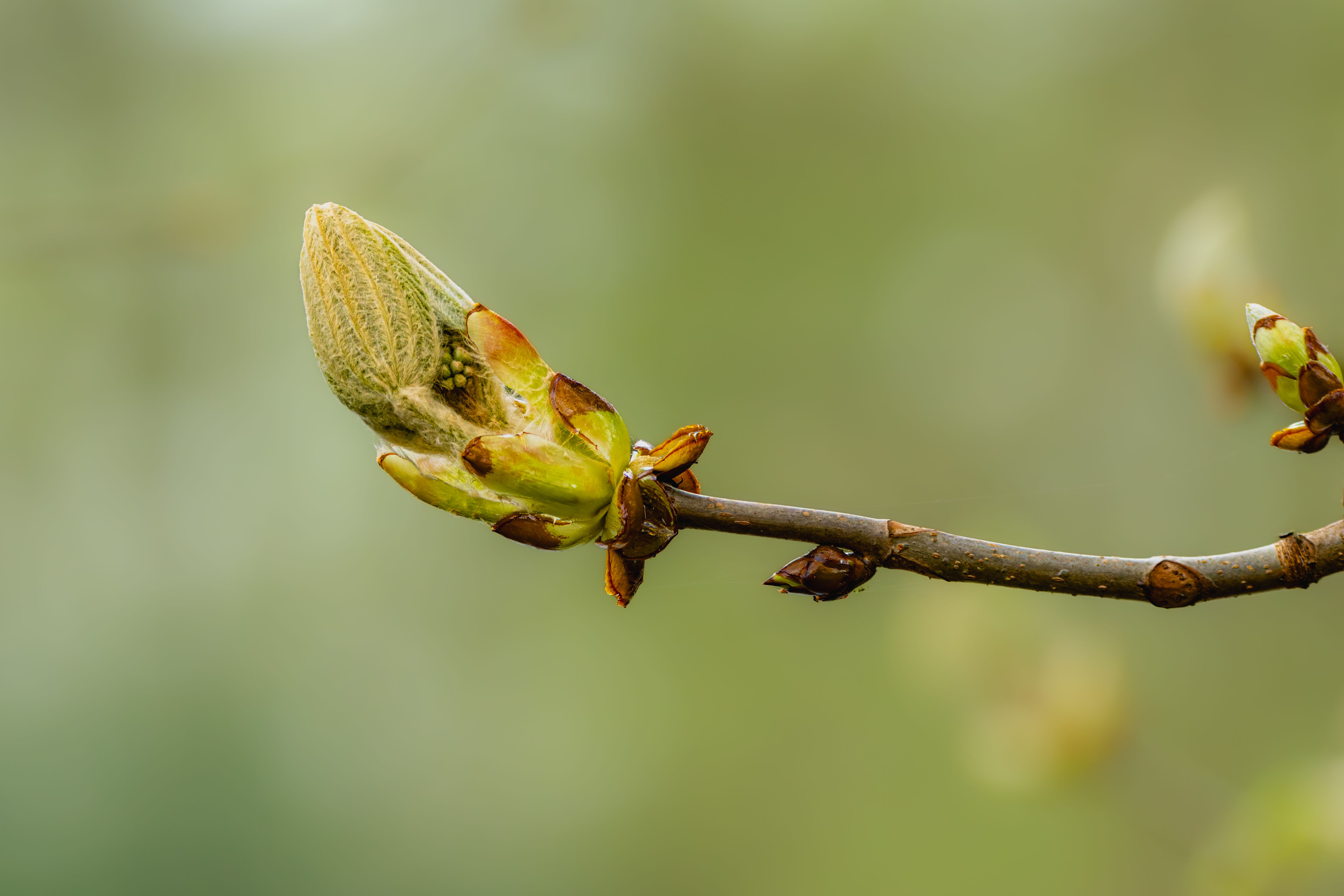 Les 7 Bourgeons Méconnus qui Réveillent votre Énergie Vitale et Nourrissent votre Système Immunitair