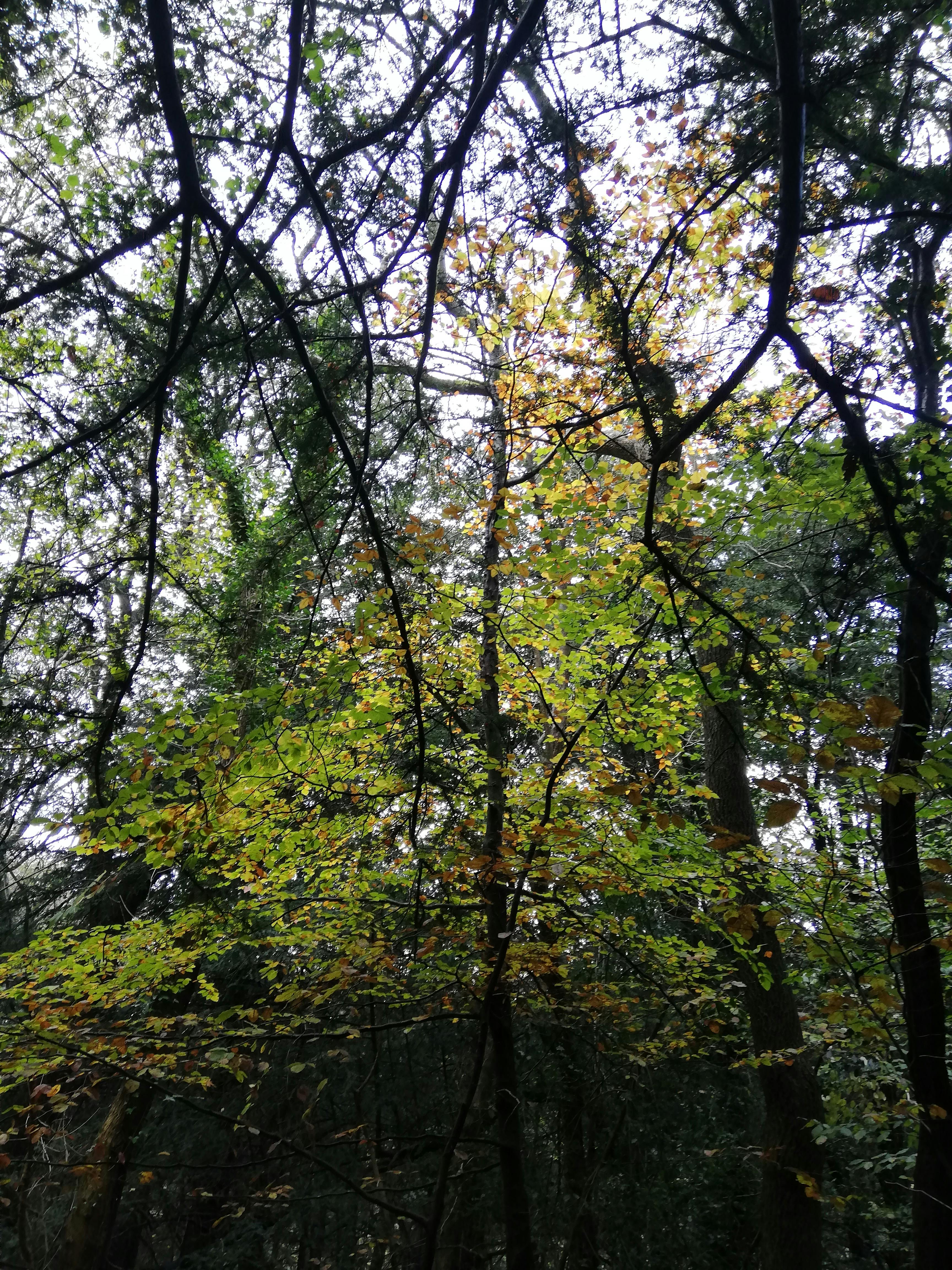 Silhouette of man in trench coat and hat walking down a rainy city street at night