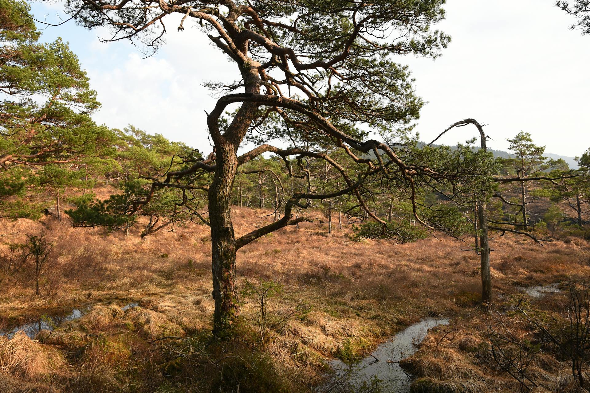 Serene view of a pine forest in Fitjar, Vestland, Norway during spring.