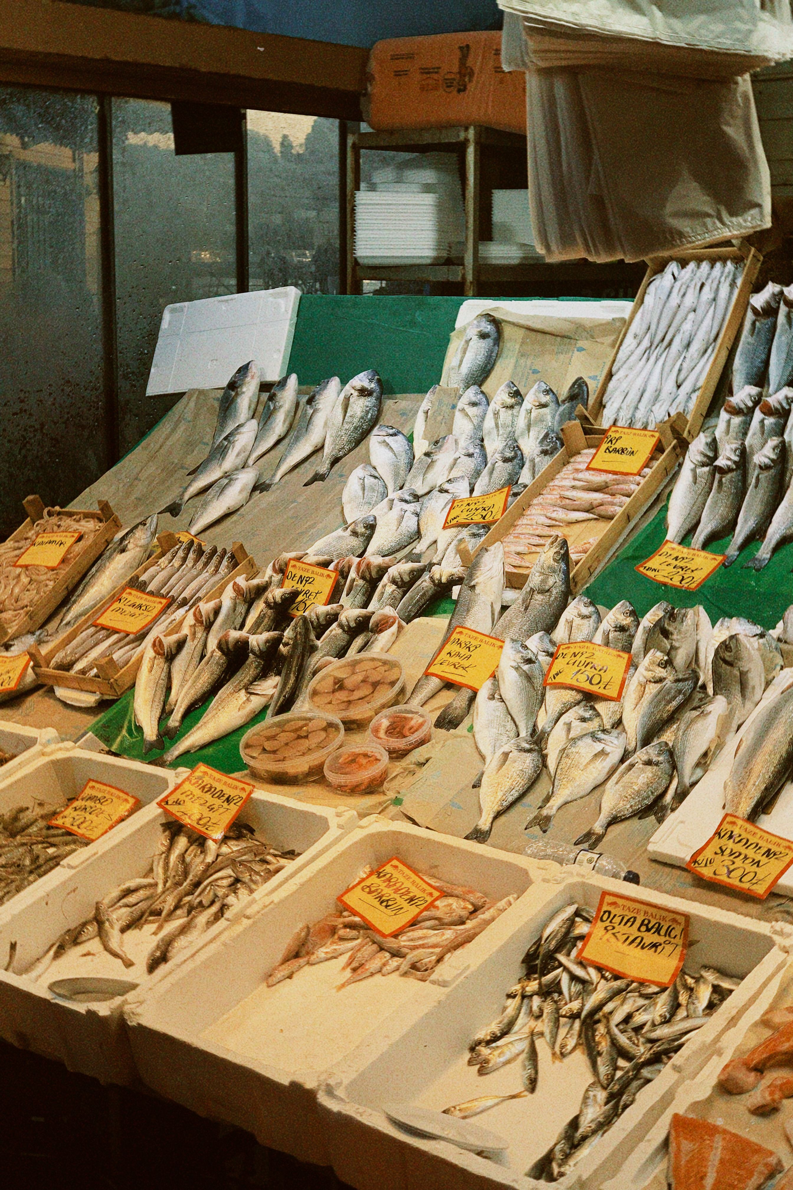Variety of Fresh Fish at Market Stall Display · Free Stock Photo