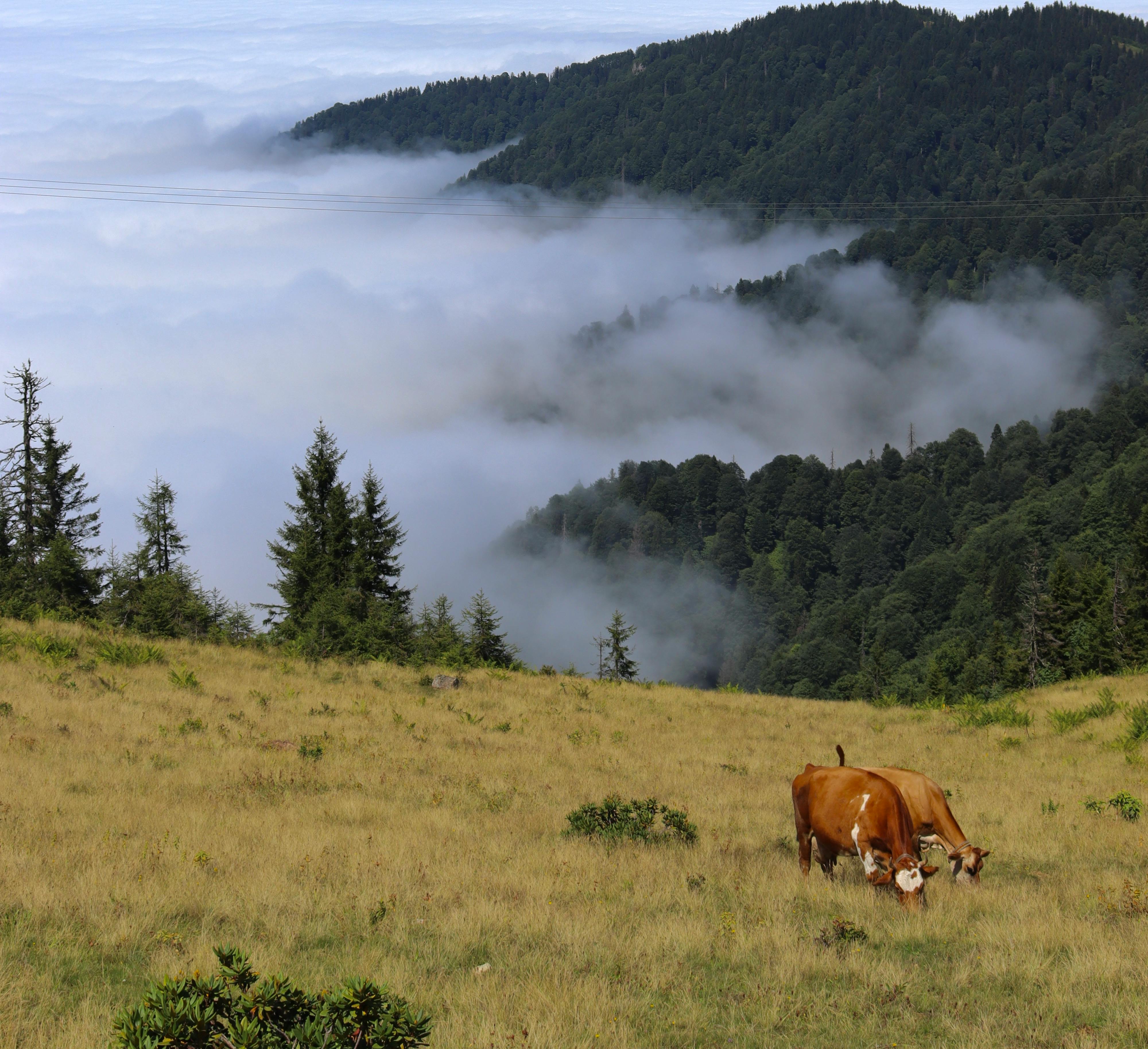 Cows graze peacefully on a lush hillside with mist rolling over forested mountains.