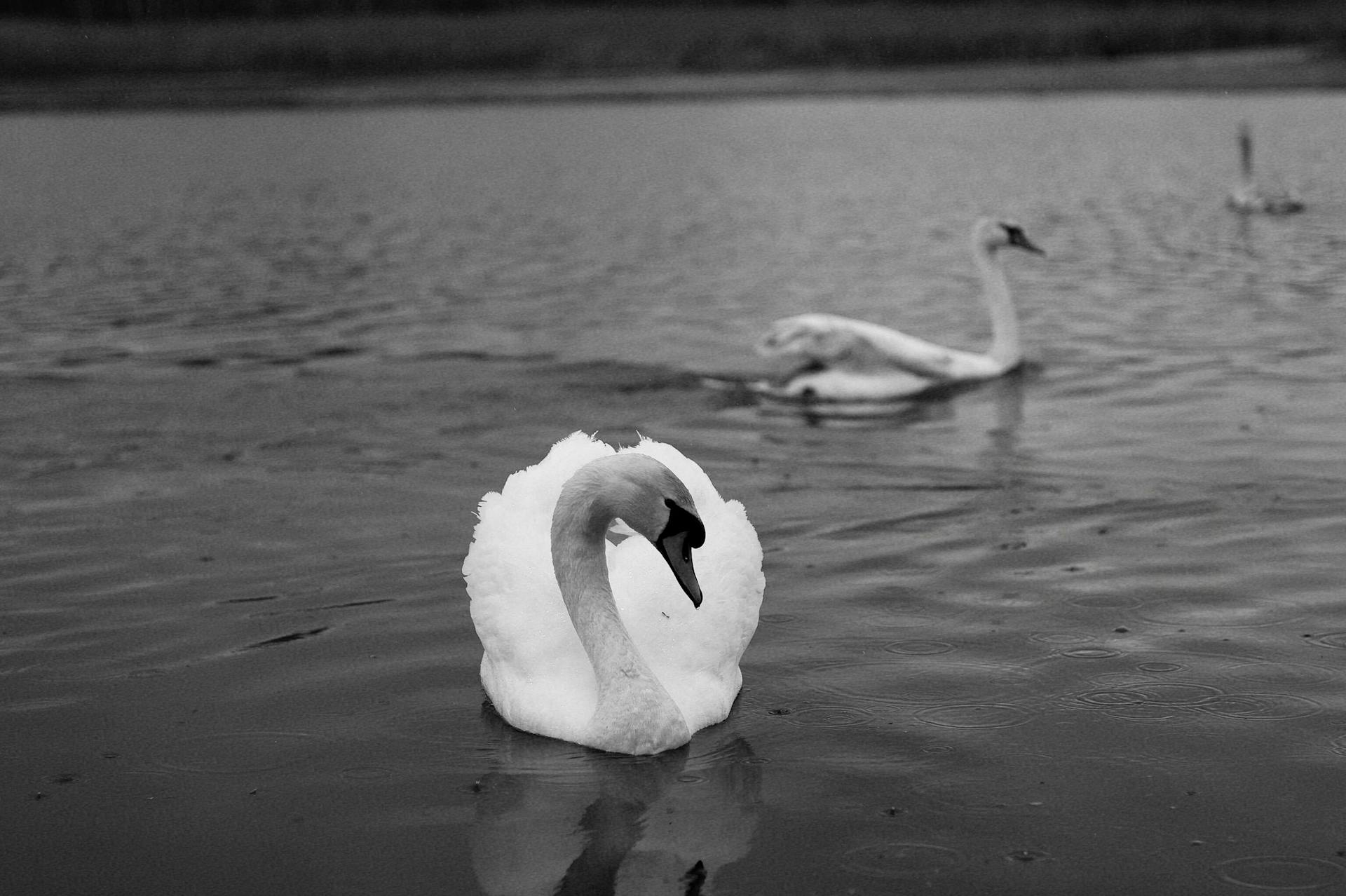 Elegant swans gracefully swimming on a serene lake in black and white.