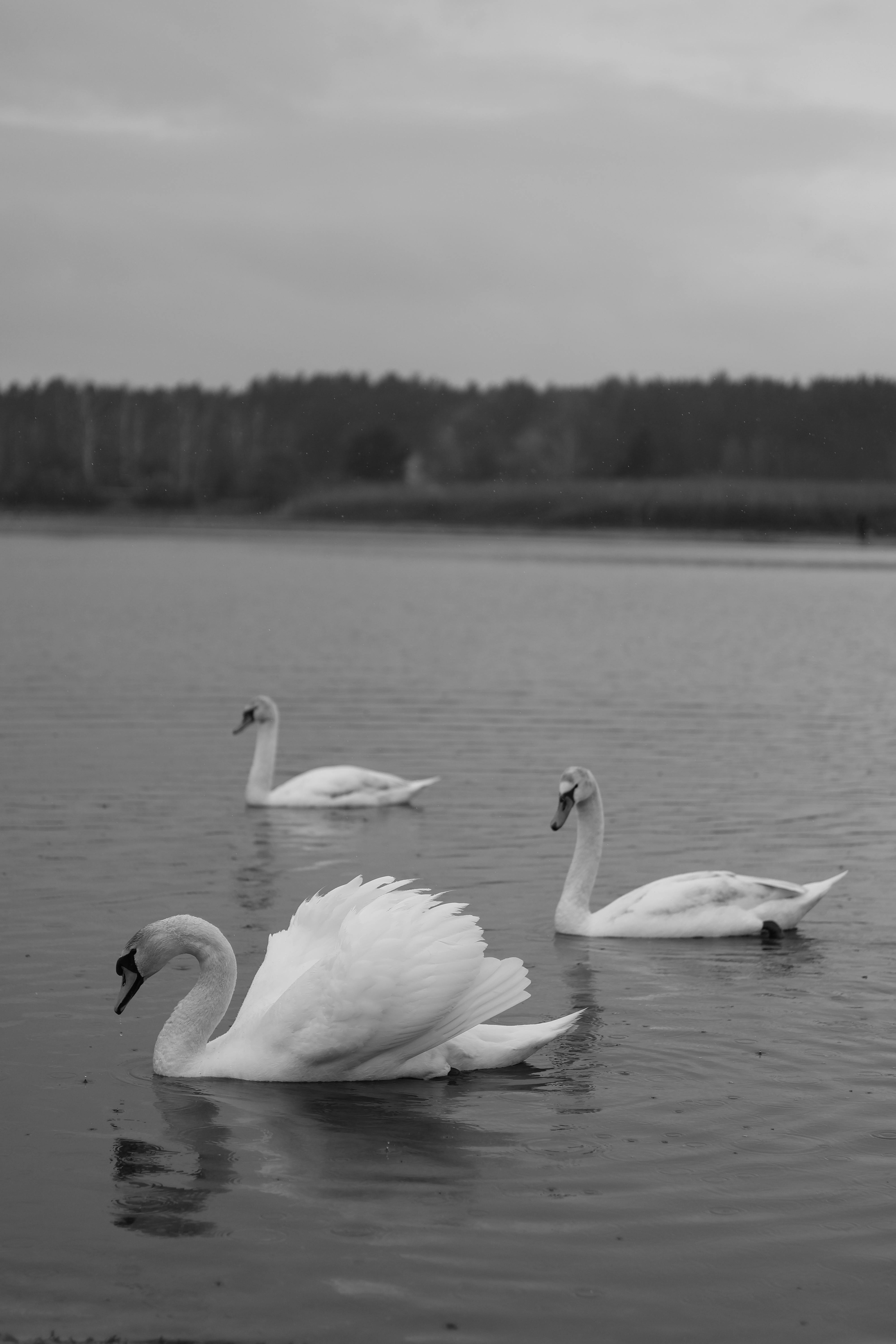 Graceful swans swimming peacefully on a serene lake in black and white.