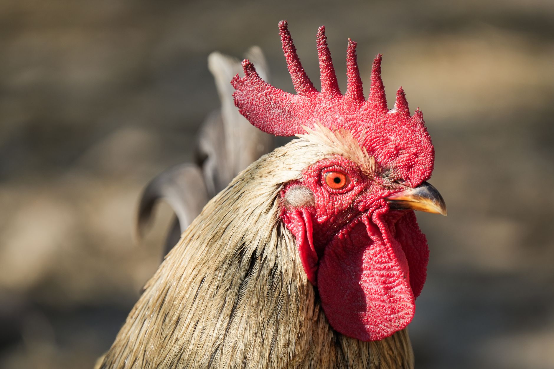 Detailed close-up of a rooster showcasing its vibrant red comb and sharp features.