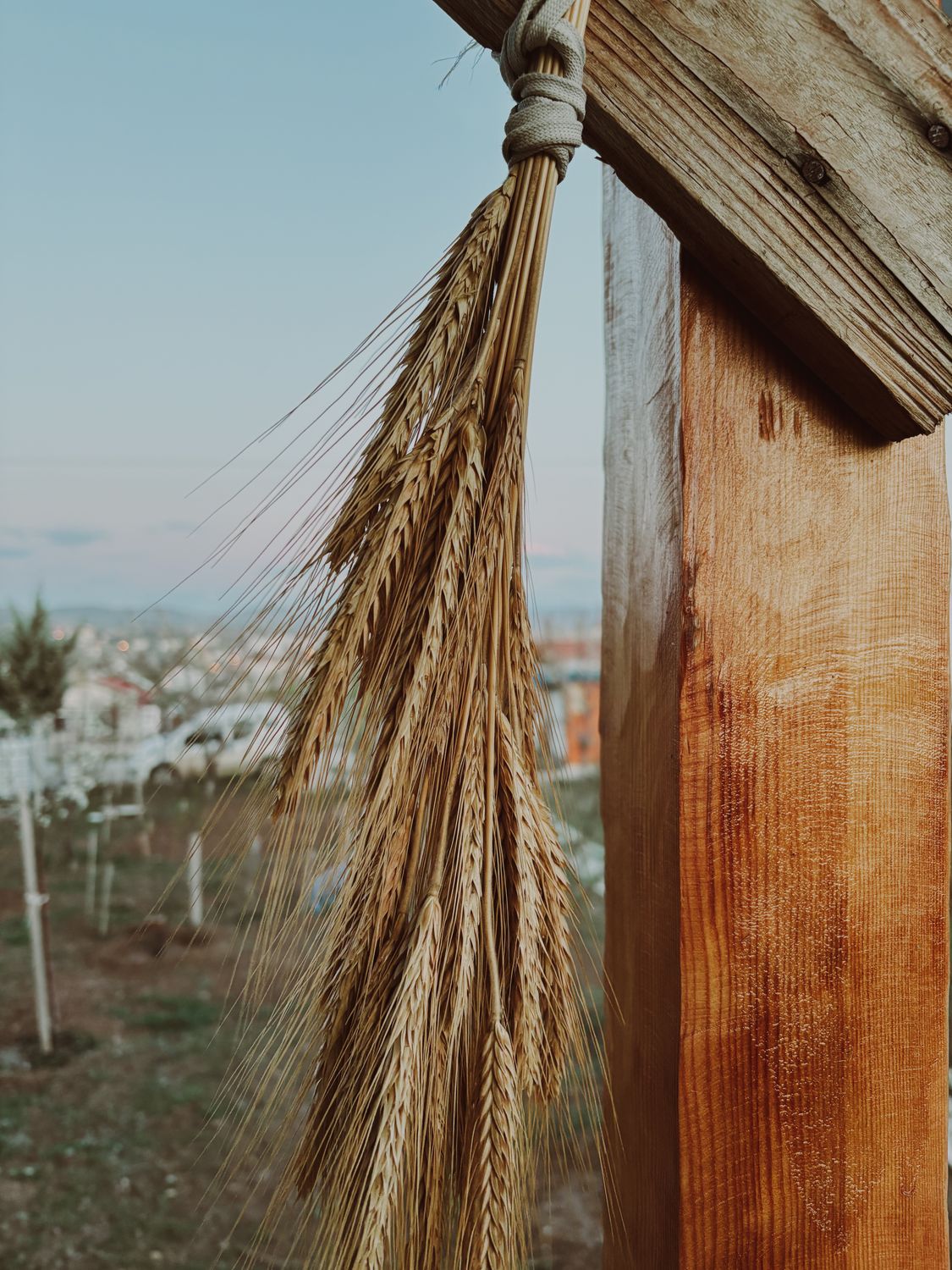 Rustic Stalk Background Program Hanging Wheat Stalks on Rustic Wood Beam Outdoors · Free Stock Photo