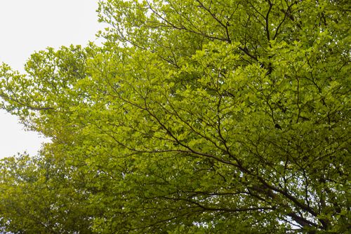 Free A vibrant view of leafy green branches in a spring forest, showcasing nature's beauty. Stock Photo